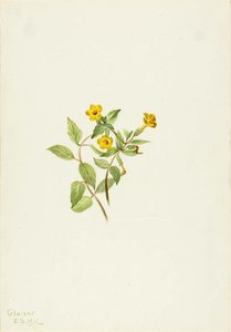 Musk Flower (mimulus Moschatus) — Mary Morris Vaux Walcott