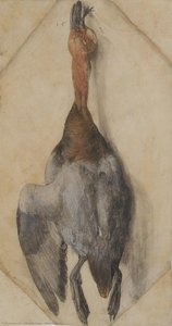 Dead Duck — Albrecht Dürer