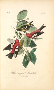 White-winged Crossbill. 1. Males. 2. Females. — John James Audubon