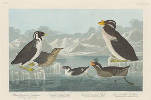 Black-throated Guillemot, Nobbed-billed Auk, Curled-crested Auk And Horned-billed Guillemot — Robert Havell