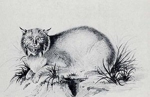 Bobcat, (painting)
