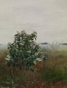 The Flowering Shrub