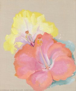 Untitled (hibiscus) — Georgia O'keeffe