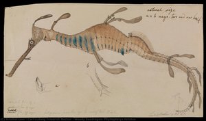 Weedy Seadragon, Phyllopteryx Foliatus — Carl Ludwig Friedrich Becker
