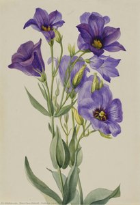 Eustoma Russelianum — Mary Vaux Walcott