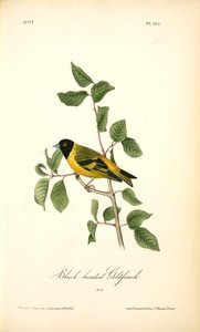 Black-headed Goldfinch. Male — John James Audubon