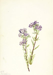 Sand Phacelia (phacelia Linearis) — Mary Vaux Walcott
