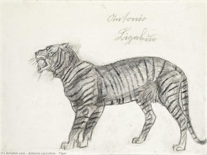Tiger — Antonio Laccabue