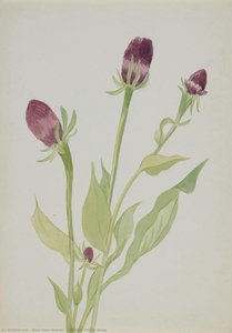 (untitled--flower Study) — Mary Vaux Walcott, Contemporary Realism