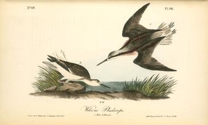 Wilson's Phalarope. 1. Male. 2. Female — John James Audubon
