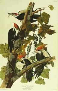 Pileated Woodpecker — John James Audubon