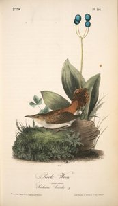 Rock-wren. Adult Female. (smilacina Borealis.) — John James Audubon