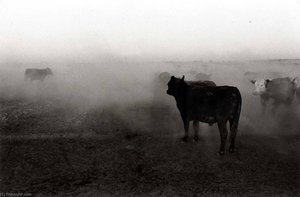Quincy, Grant County, Washington, July 27 — Ingeborg Gerdes