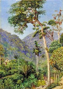 Glimpse Of Mr Weilhorn's House At Petropolis, Brazil — Marianne North
