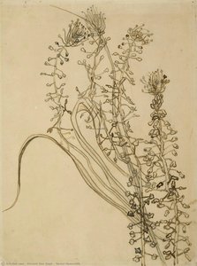 Tassel Hyancinth — Vincent Willem Van Gogh, Impressionistic Style