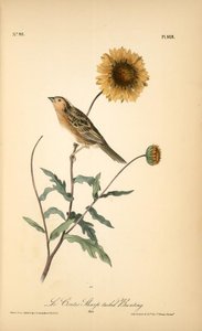 Le Contis Sharp-tailed Bunting. Male — John James Audubon