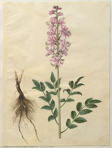 Dictamnus albus