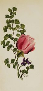 Pink Rose With Violet — Mary Morris Vaux Walcott