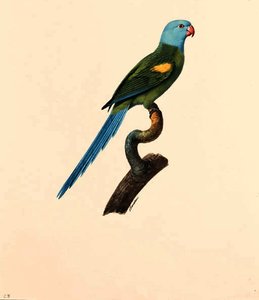 Psittacula Cyanocephala — Jacques Barraband