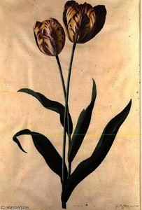 Tulip Sc27945 Hi — Georg Dionysius Ehret