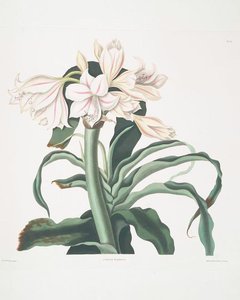 Crinum Scabrum — Robert Havell