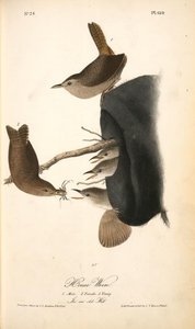 House Wren. 1. Male. 2. Female. 3. Young. (in An Old Hat.) — John James Audubon