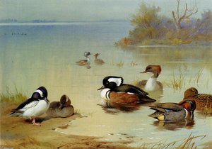 Buffel-headed Duck,, American Green-winged Teal And Hooded Merganser — Archibald Thorburn