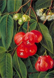 Flowers And Fruit Of The Jamboa Boll, Java — Marianne North