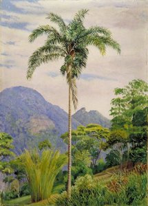 Tijuca, Brazil, With A Palm In The Foreground — Marianne North