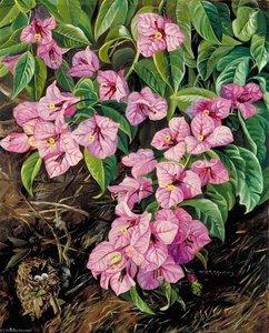 Foliage And Flowers Of A Brazilian Climbing Shrub And Humming Birds — Marianne North