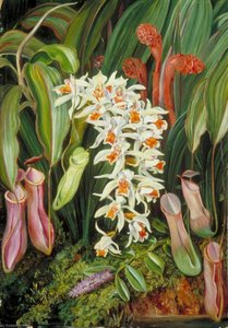 Wild Flowers Of Sarawak, Borneo — Marianne North, Naturalism