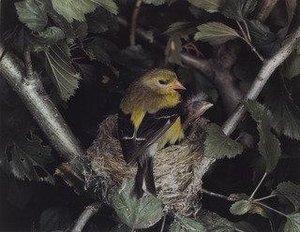 American Goldfinch — Eliot Porter