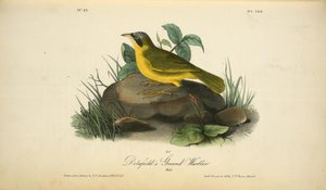 Delafield's Ground-warbler. Male. — John James Audubon