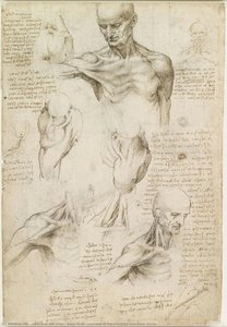 Superficial Anatomy Of The Shoulder And Neck (recto) — Leonardo Da Vinci