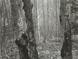Brewster Woods, New York — Paul Caponigro