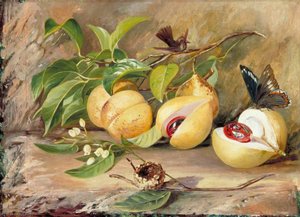 Foliage, Flowers And Fruit Of The Nutmeg Tree And Humming Bird, Jamaica — Marianne North