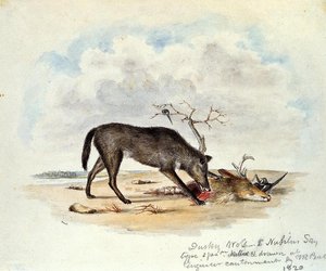 Dusky Wolf (lupus Nubilus) (also Known As Devouring A Mule-deer Head) — Titian Ramsay Peale