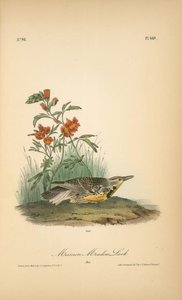 Missouri Meadow-lark. Male — John James Audubon