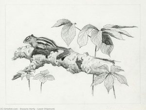 Least Chipmunk — Dwayne Harty
