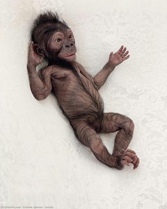 Gorilla — Cristina Iglesias