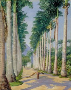 Side Avenue Of Royal Palms At Botafogo, Brazil — Marianne North