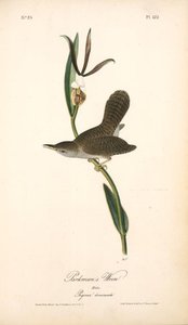 Parkman's Wren. Male. (pogonia Divaricata.) — John James Audubon