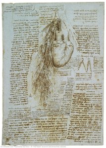 R: The Heart, Bronchi And Bronchial Vessels — Leonardo Da Vinci