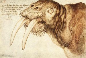 Walrus — Albrecht Dürer, Northern Renaissance