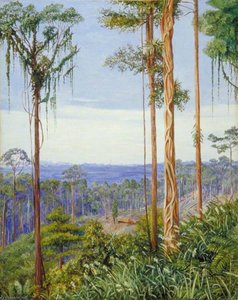 View Of Matang, Sarawak, Borneo — Marianne North
