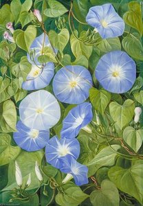 Morning Glory, Natal — Marianne North