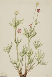 Globe Anemone (anemone Globosa) — Mary Morris Vaux Walcott, Naturalism