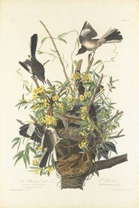 The Mocking Bird — Robert Havell