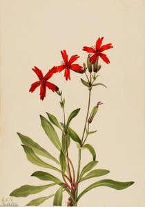 Fire Pink (silene Virginica) — Mary Morris Vaux Walcott
