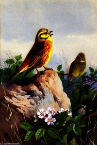 A Pair Of Yellowhammers — Archibald Thorburn